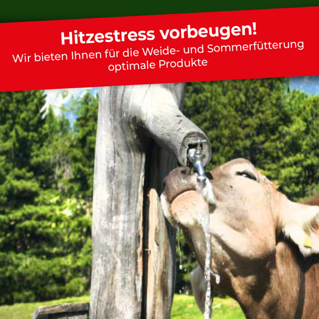 Achtung: Hitzestress beginnt ab 21 ̊C!
